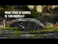 When Marvel Tank is moving in the forest...