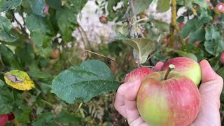 Hái táo bên đường. Trái rụng đỏ gốc không ai hái. Miền quê nước Đức