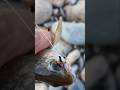 Верховая мушка тройник. #рыбалка #тайга #fishing #хариус #вко #природа #горы #мушка