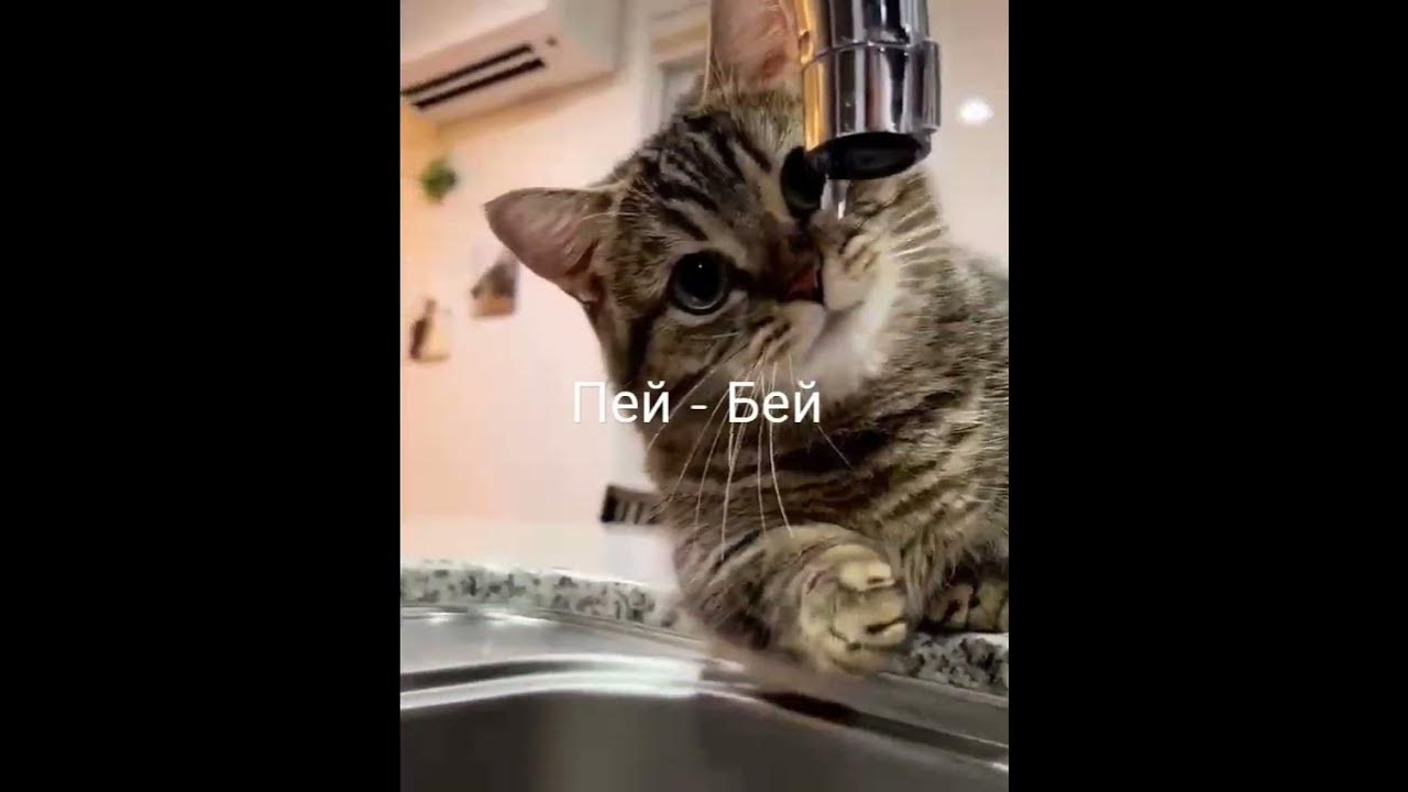 Пей и бей! Как кот с водой из крана воевал. Смешные и веселые приколы ...