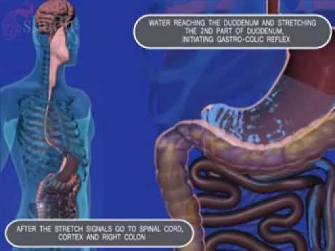 shudh colon cleanse natural internal cleanse how shudh works how colon cleansing works