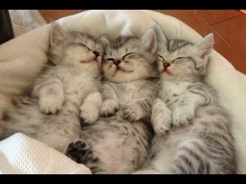 🐈  Little angels with tails! 😺 A compilation of funny kittens for a good mood! 😺