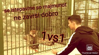 Vlog7 Bevme Na Zoloskazoo Se Istepavme So Majmunotne E Clickbait