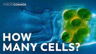 How Many Cells Are in a Microscopic Animal?