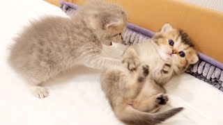 A kitten that learns to bite will attack a cute kitten!