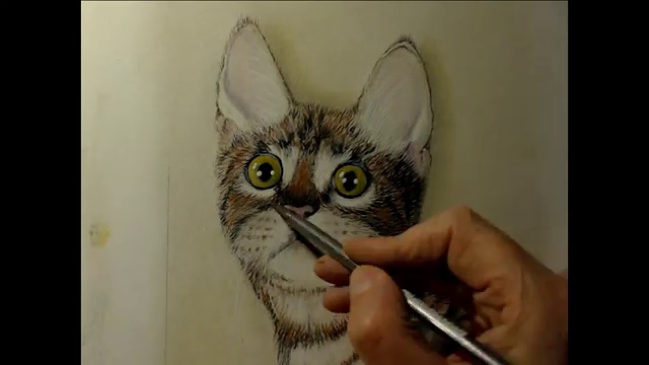 gatto disegnato con matite colorate