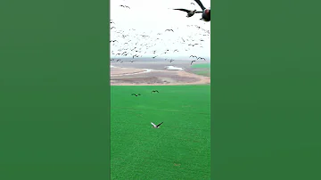 Миграция птиц | Birds' migration