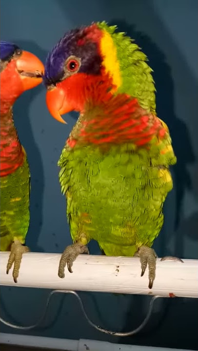 Cara Melatih Burung Nuri Untuk Berbicara 100% Berhasil