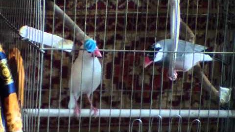 Java finch singing and dancing :)