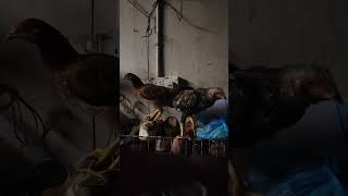 Download Lagu selamat malam MP3