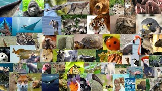 Meet the Animals Wild Animals 2022