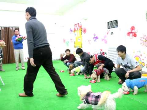 狗狗大胃王　小狗組
