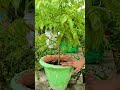 गमले में कड़ी पत्ता पौधे को जंगल जैसा घना बनाने के आसान तरीके 🌿