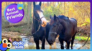 Brave Horse Saves The Day For His Hurt Horse Friend | Dodo Kids | Best Animal Friends