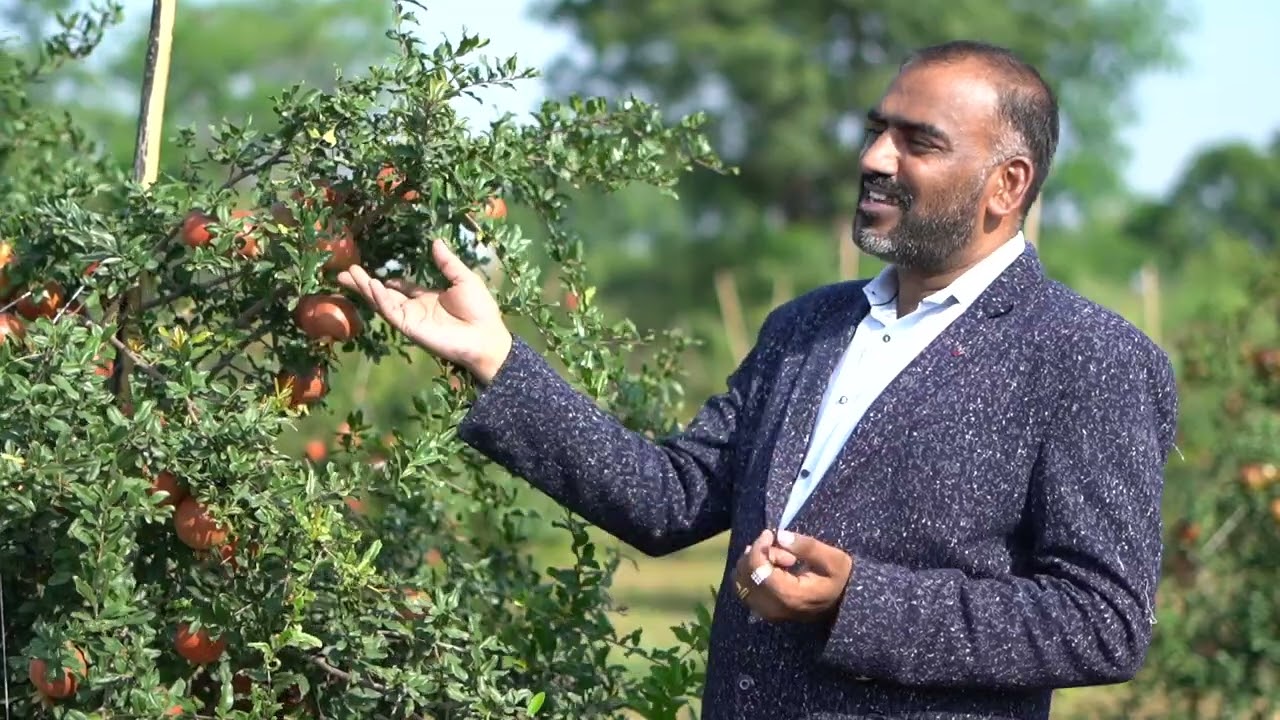 SCTवैदीक चा कांद्याच्या अनुभवातून डाळींबाला वापर , अनुभव नसताना पहिल्याच वर्षी बाग यशस्वी ‼️