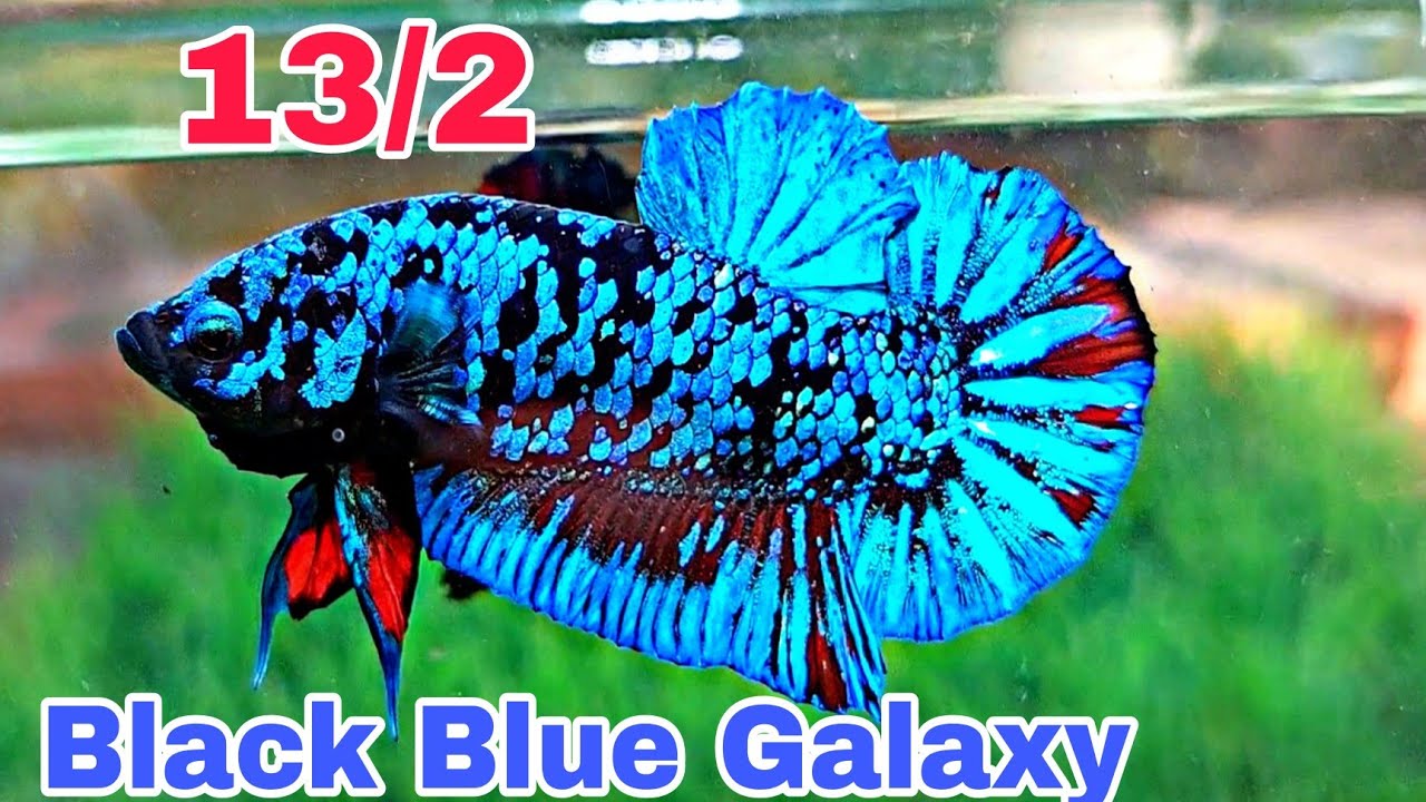 Cá Betta Koi Galaxy Avatar sẽ là loài cá mới nhất được ra mắt trong Avatar Galaxy, mang đến cho người chơi nhiều trải nghiệm thú vị và đầy tiềm năng. Hãy cùng Khám phá và tiếp cận thế giới ảo chưa từng có này ngay nhé!