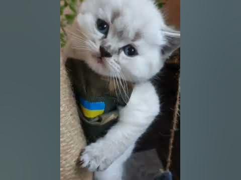 Бойовий КІТ💪🏻🇺🇦Захисник😎🙂#ЗСУ #Україна #Приколи з котами #кіт #кошеня ...