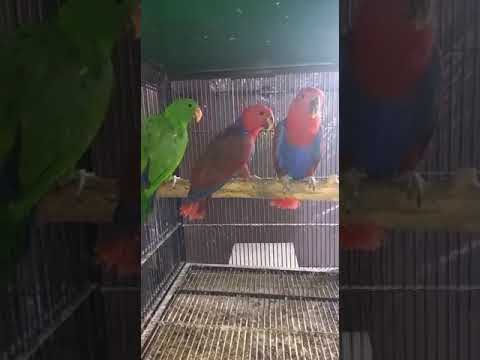 Most Beautiful Creature Eclectus Parrot Breeder😎😍😍