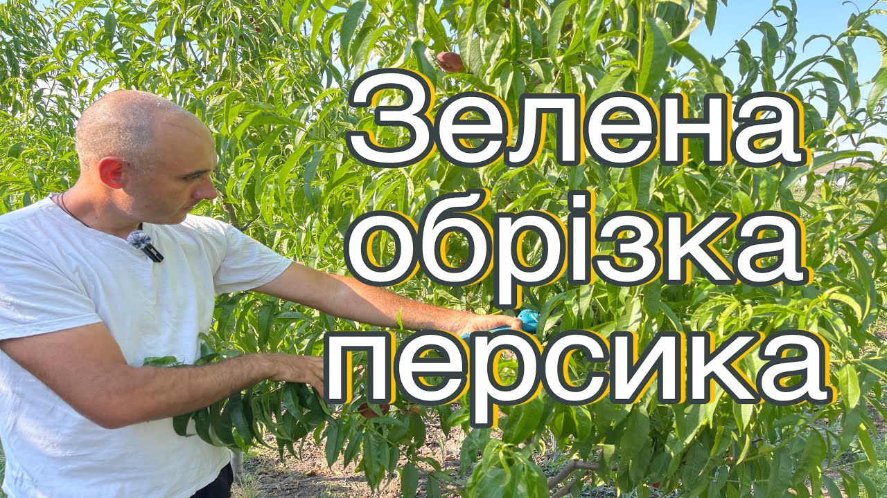 Літня обрізка персика. Зелена обрізка персика. Зелені операції веретено.