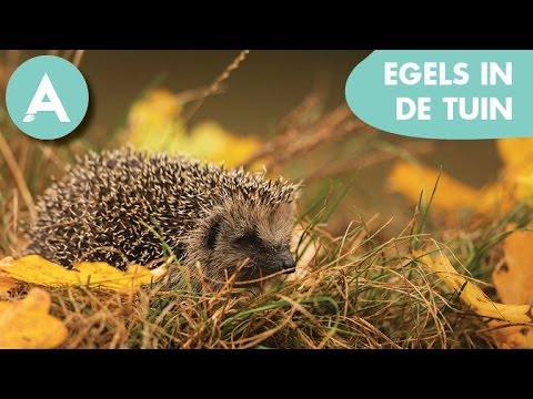 Video: Wat Eten Egels?