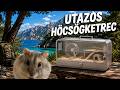 Készítettem egy utazós hörcsögketrecet!😱 - így vidd el a hörcsögödet nyaralásra!🗺️⛱️