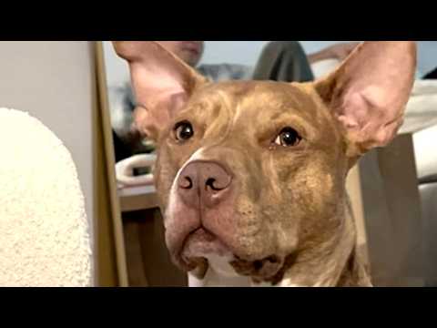 'Mean' pitbull is actually the biggest baby