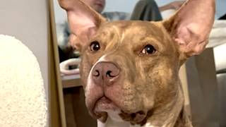 'Mean' pitbull is actually the biggest baby