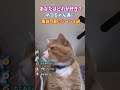 ネコちゃん達の面白可愛いシーン５選 #動物 #2ch動物スレ #shorts