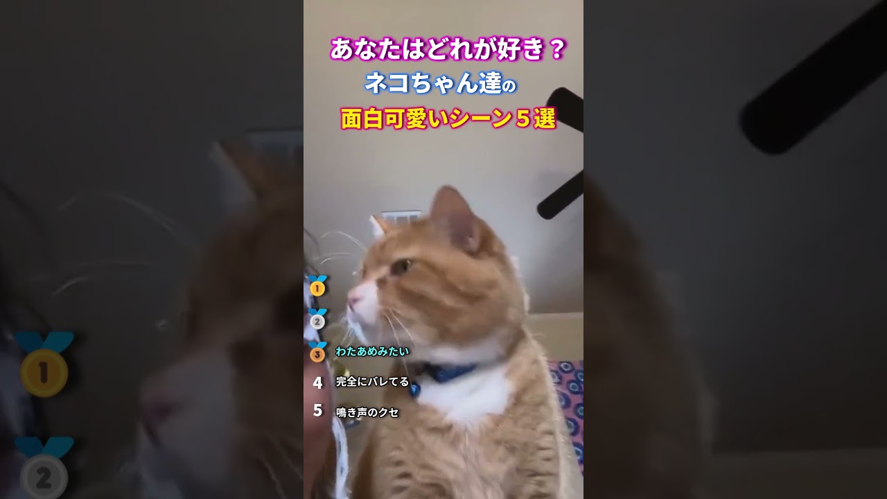 ネコちゃん達の面白可愛いシーン５選 #動物 #2ch動物スレ #shorts