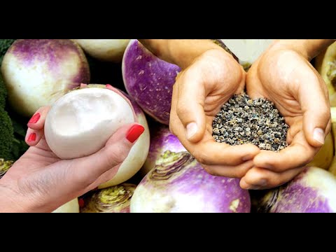 تمام خواص و فواید شلغم برای در مان و آن رو با چی باید خورد خاصیش رو چند برابر میکنه