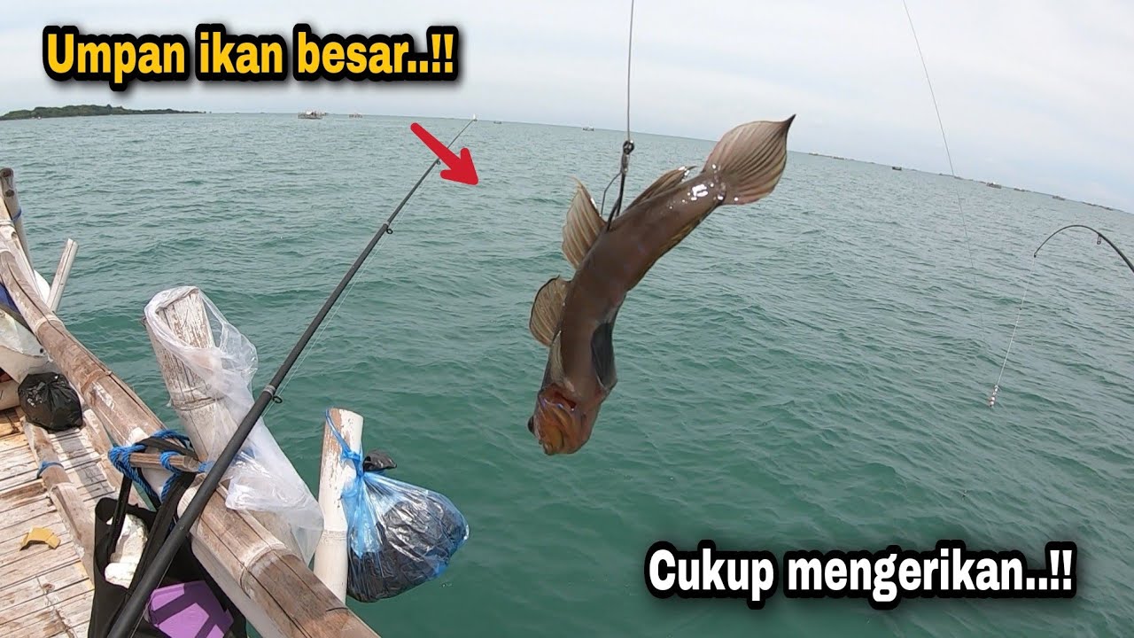 И правда, неожиданно оказывается, что эта рыба может быть наживкой для рыбы-павиана