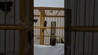 Mexida de parceria para sucesso nos torneios #passaros #coleirosolto #aves #passarinho #coleiro