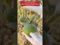 Calotropis procera Is Beautiful but Toxic !? #harvest #asmr #farming