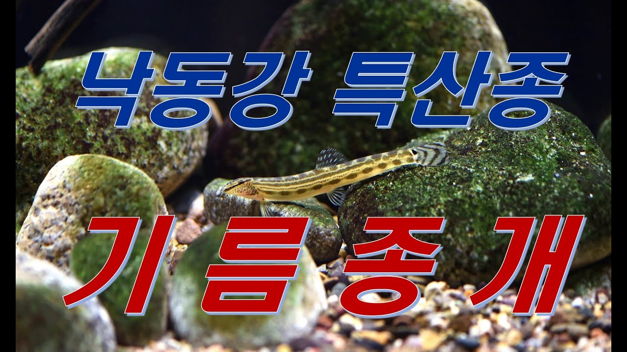 낙동강 특산종 기름종개