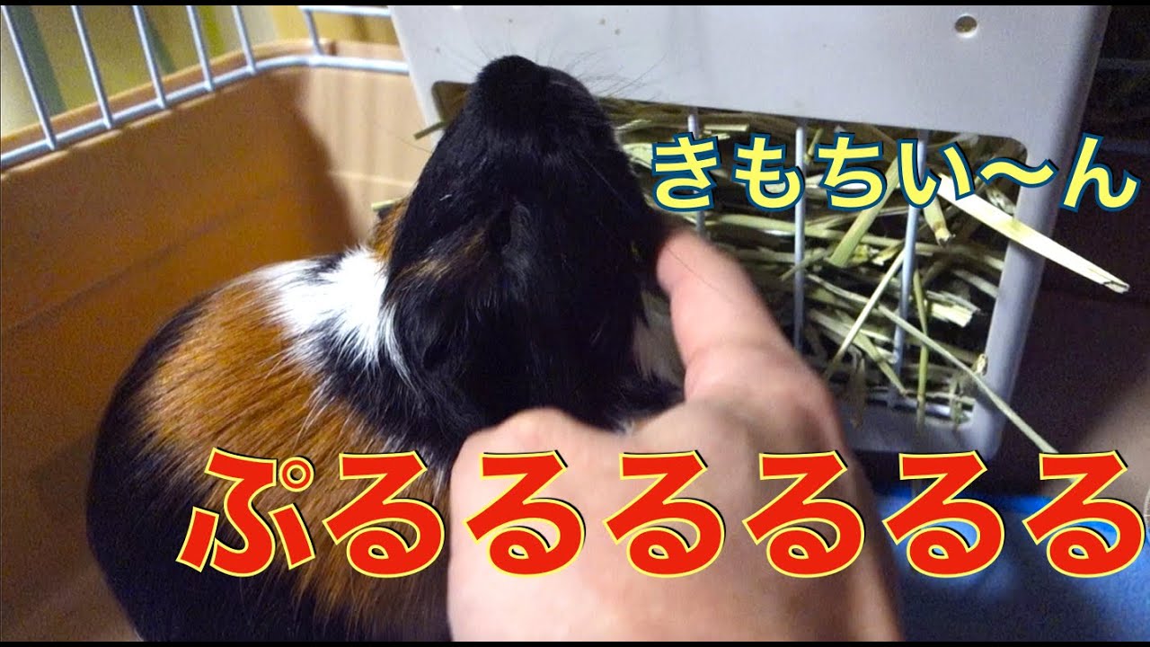 モルモット 呟きから悲鳴まで 鳴き声５つ Guinea Pigs Five Voices Subtitled 天竺鼠 豚鼠 Youtube