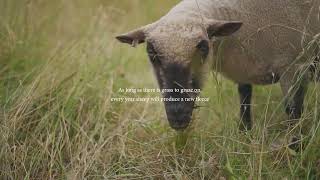 Why Wool is The Best Natural Fibre | Sheepskin Rugs by Hyde & Hare