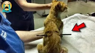SHE experienced a NIGHTMARE! The cat miraculously survived, shot through with an arrow!