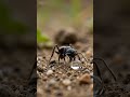 Tiny Ant in a Giant World 🐜 | Insane Speed Transformation | Macro Cinematic AI Video (Seedance 2.0)
