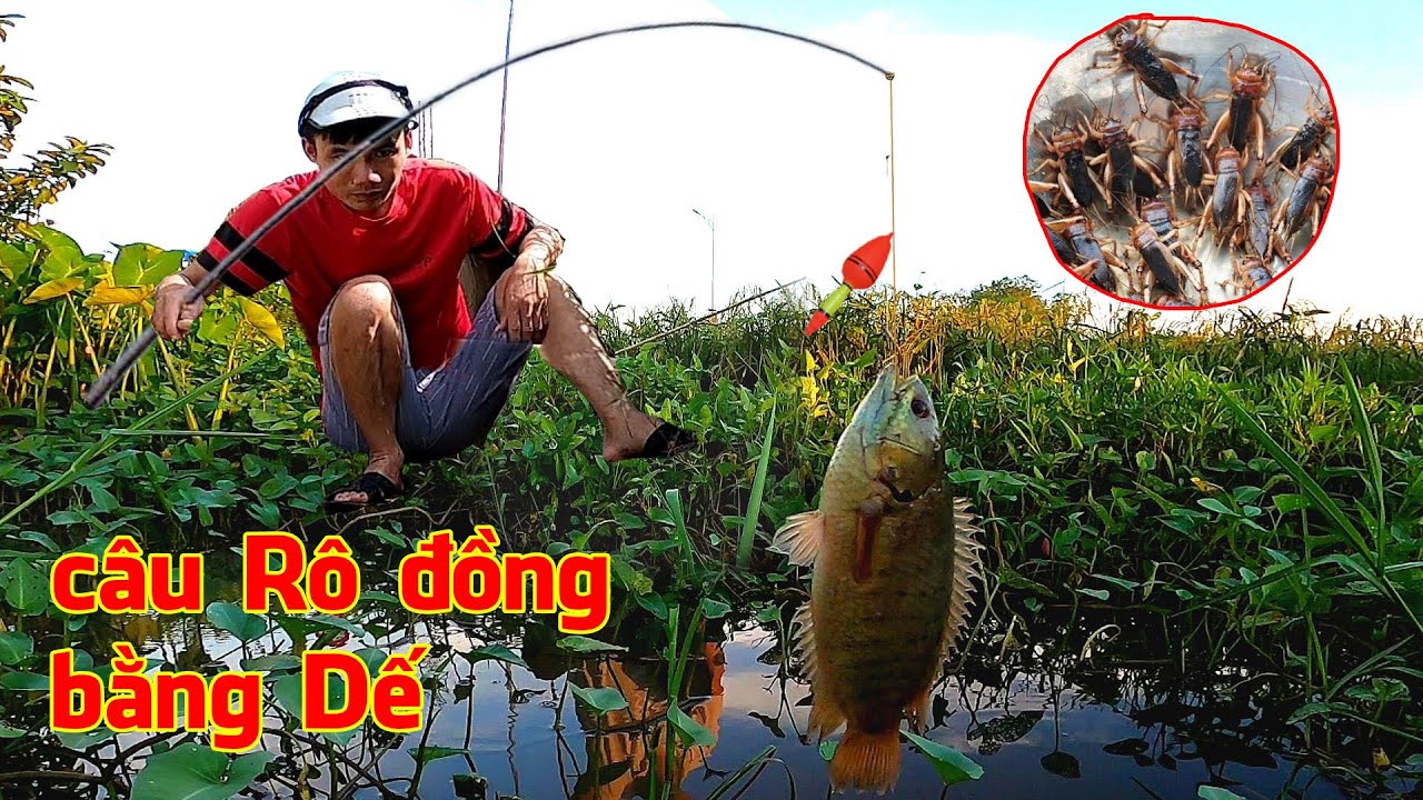 Cách câu cá Rô đồng bằng mồi Dế, đơn giản và hiệu quả - YouTube