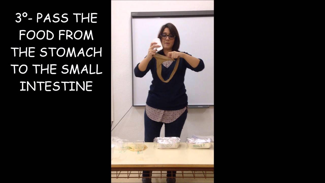 DIGESTIVE SYSTEM EXPERIMENT - YouTube