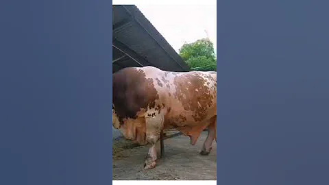 Самый большой Бык Казахстана! Вес 2,600 тонна!