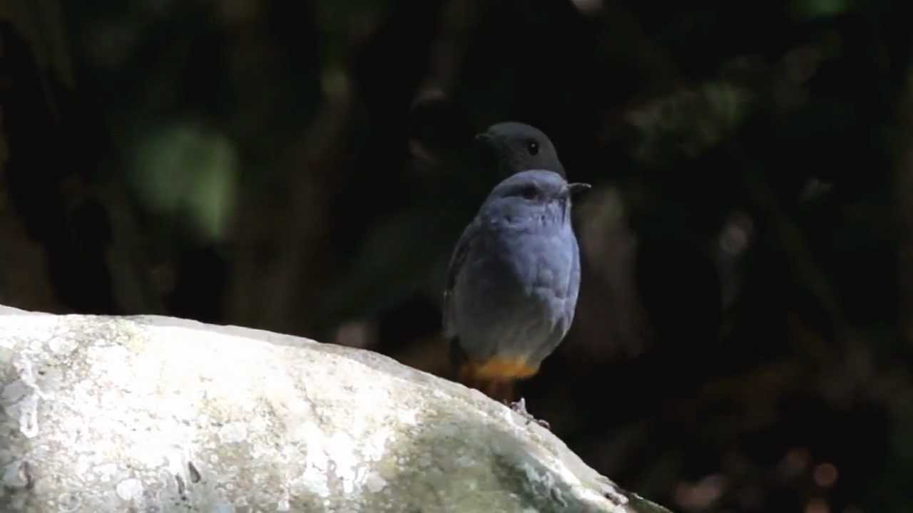 鉛色水鶇鳴唱 Youtube