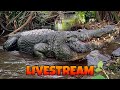 Buddy the biggest alligator at Gatorland!