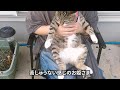 三匹、灼熱の夏を元気に生きてます！