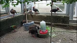 ORNAMENTAL QUAIL, CREATED QUAIL, SENGAYAN 0895339980697