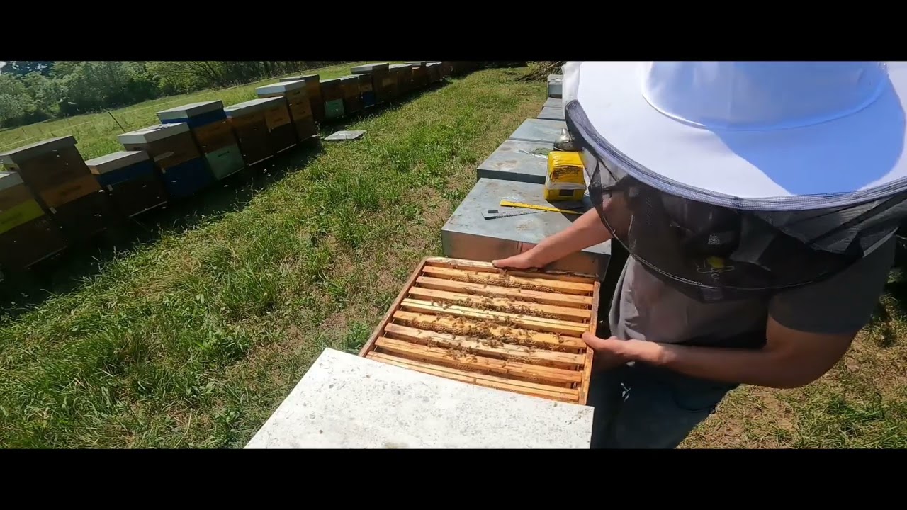 Ma ci sono meno api con il nido stretto? Fioritura acacia Apicoltura Le Avije