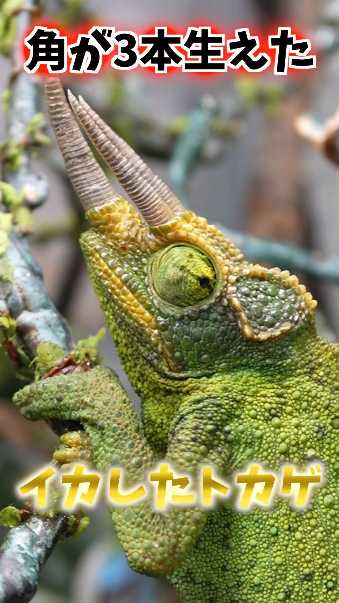 Chameleon's horns are too sharp! - YouTube