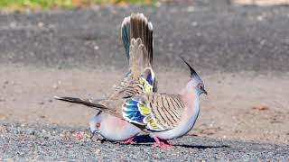 Crested Pigeon Courtship