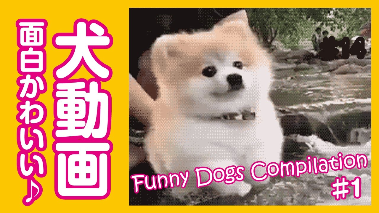 面白わんちゃん 爆笑 おもしろかわいい犬動画まとめ1 Funny Dogs Youtube