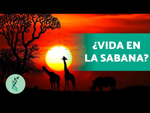 Video: Sabanas: suelos, vegetación y animales. ¿Qué suelos predominan en la sabana?